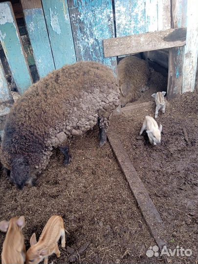 Коза нубийская, поросята венгерские