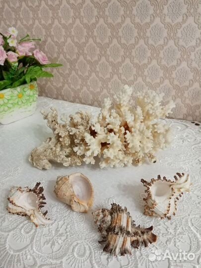 Морской коралл