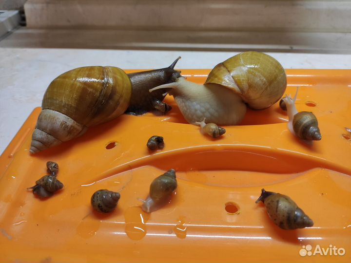 Веселая семейка улиток Ахатин ищет добрые руки