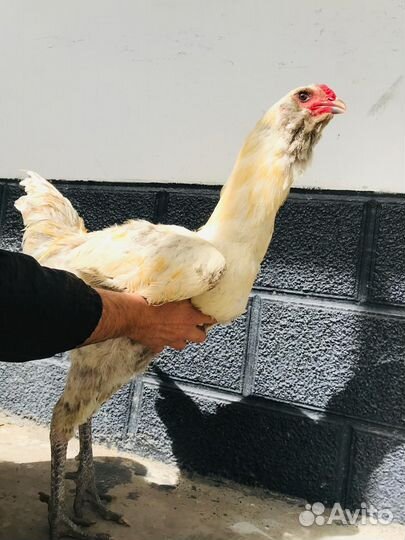 Куры Гергебильские