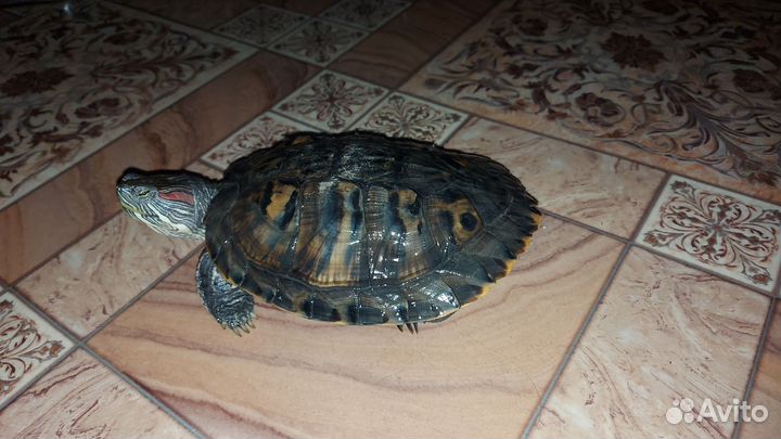 Красноухая черепаха бесплатно