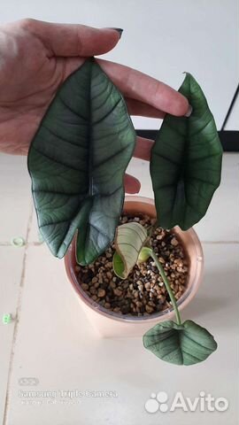 Алоказии бисма,пинк,сильвер,юкатан,мело