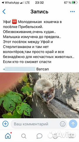 Сиамская кошка погибает в Прибельске