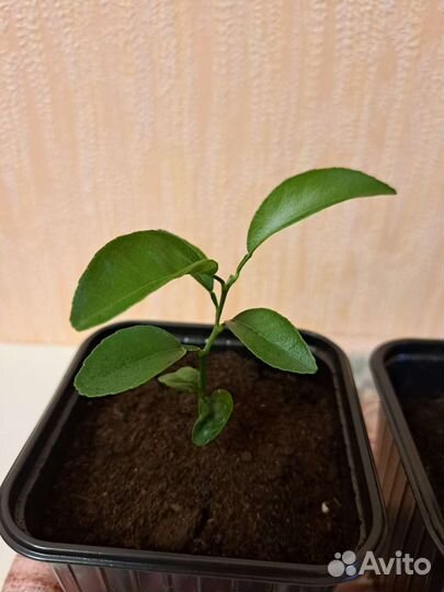 Мандариновое дерево