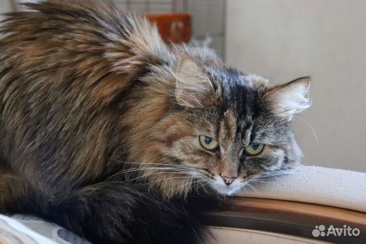 Кошка Маша бесплатно