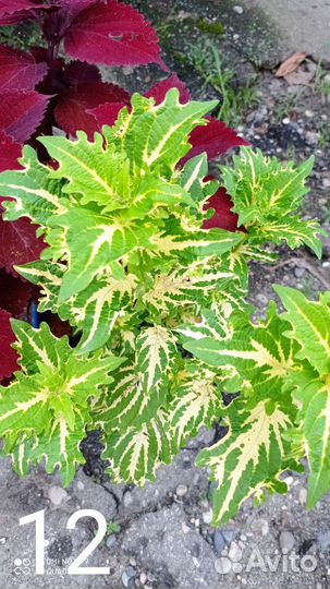 Колеусы вегитативные