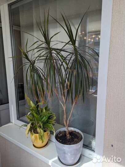 Пальма драцена маргината