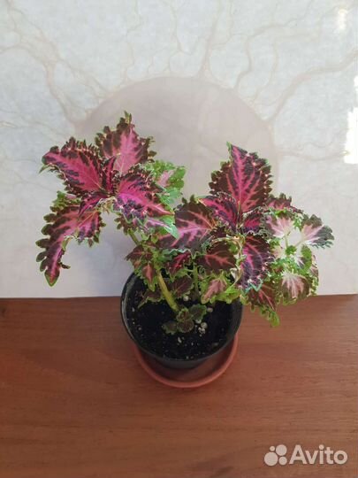 Колеусы сортовые