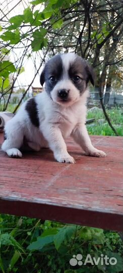 Щенки дворняжки