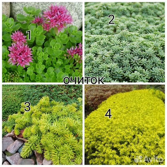 Низкорослые многолетники (читайте описание)