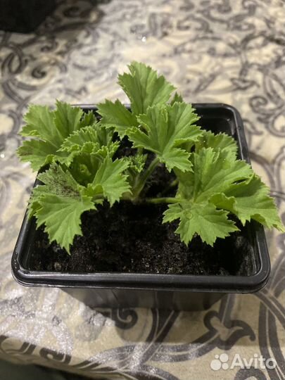 Королевская пеларгония Roussillon