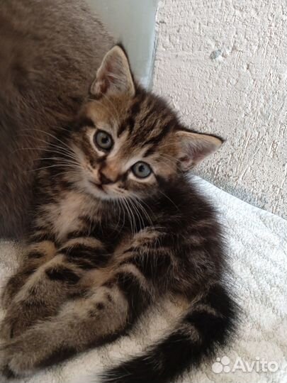 Котята в добрые руки бесплатно