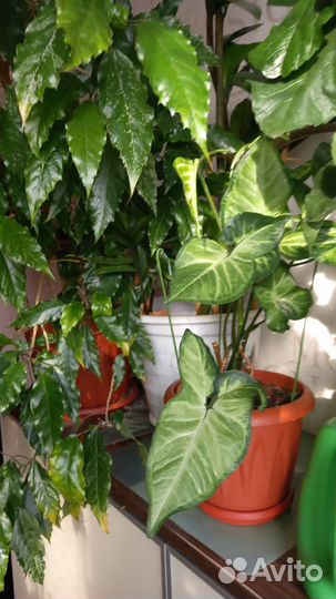 Комнатные цветы