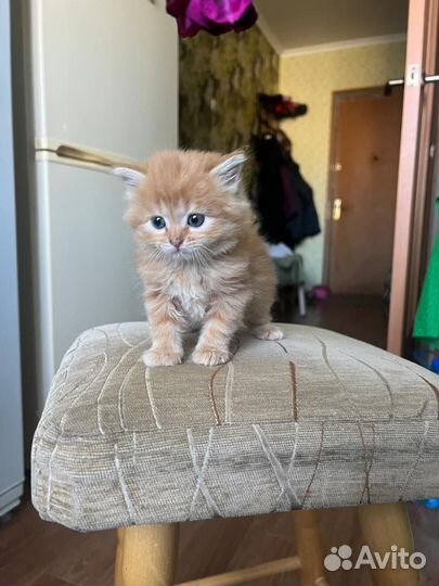 Котенок девочка