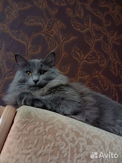 Кот в добрые руки