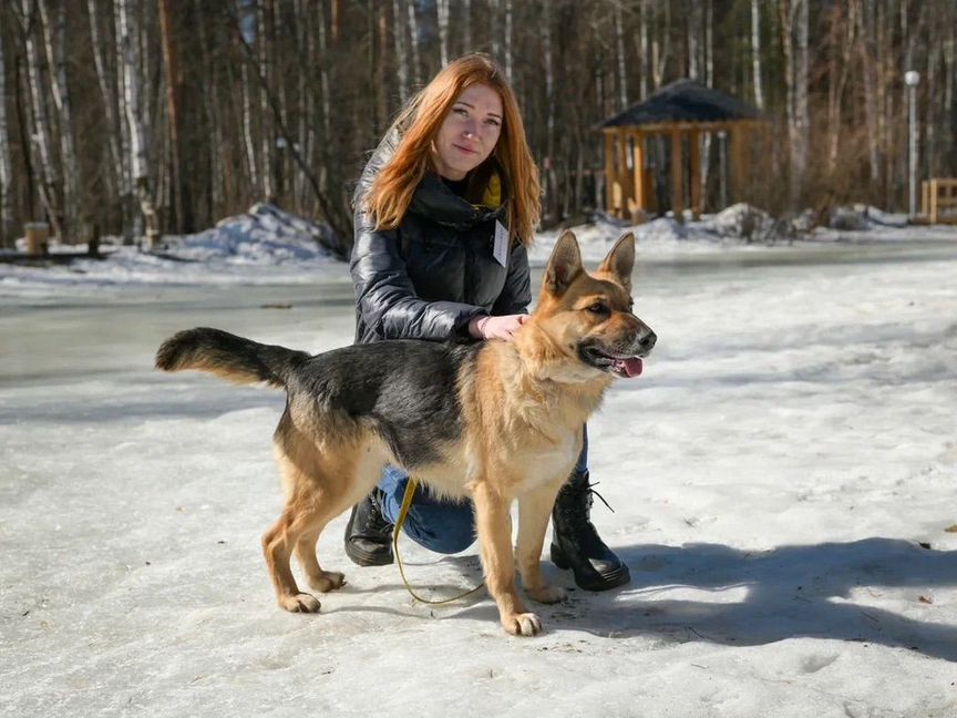 Метис овчарки