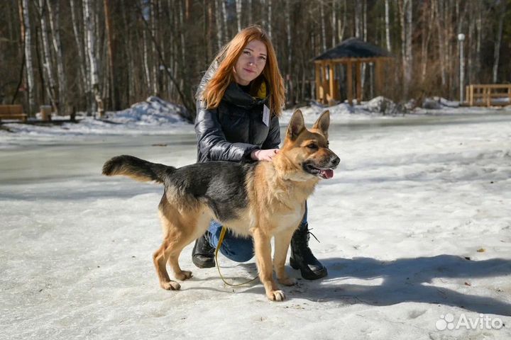 Метис овчарки