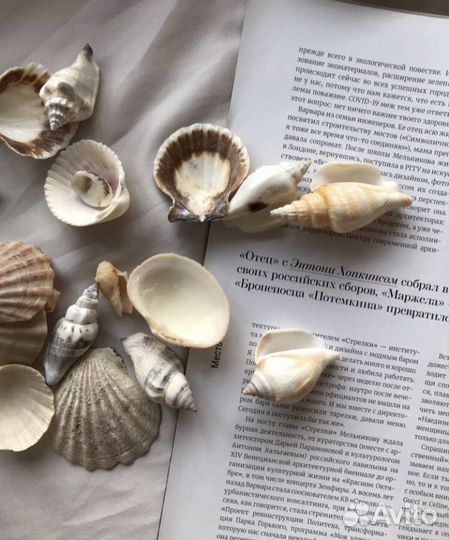 Ракушки морские набор
