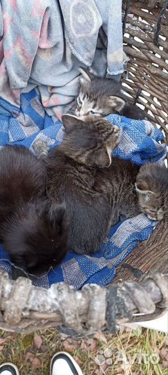 Котята отдам в добрые руки бесплатно