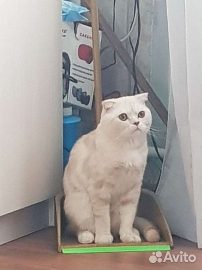 Скоттиш фолд вязка
