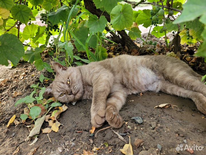 Шикарная кошка в добрые руки