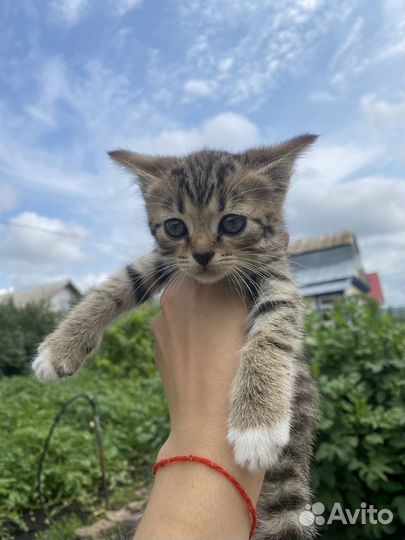 Отдам котят в добрые руки