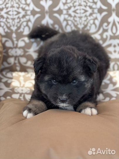 Щенки в дар в добрые руки