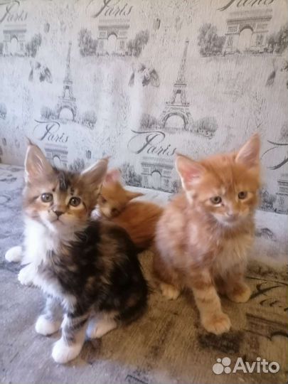Котята мейн-кун