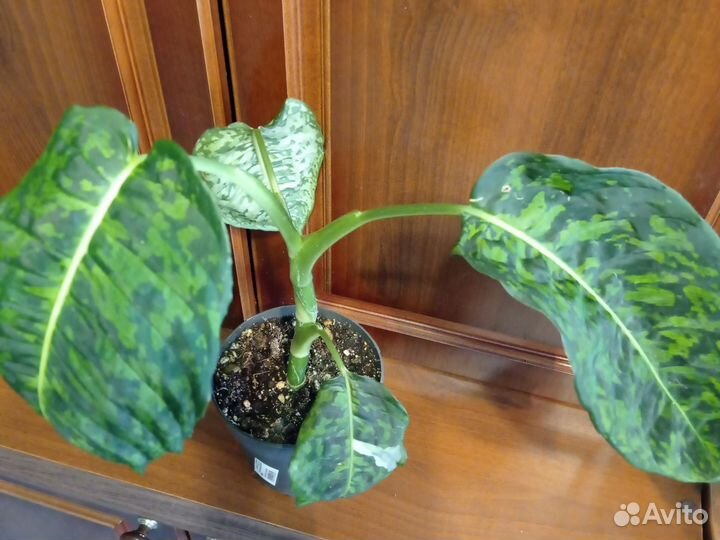 Диффенбахия рефлектор