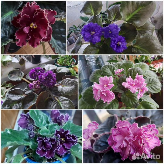 Листики сортовых фиалок