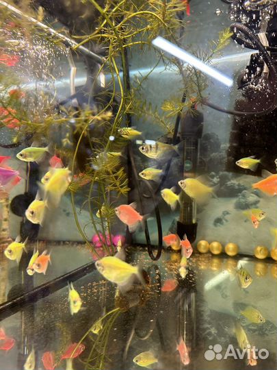 Аквариумные рыбки