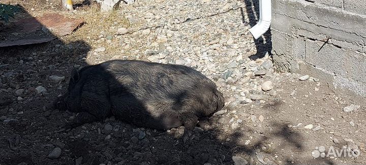 Вьетнамский хряк