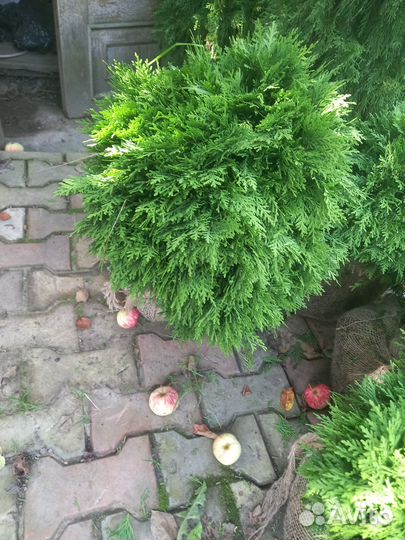 Туя шаровидная Даника