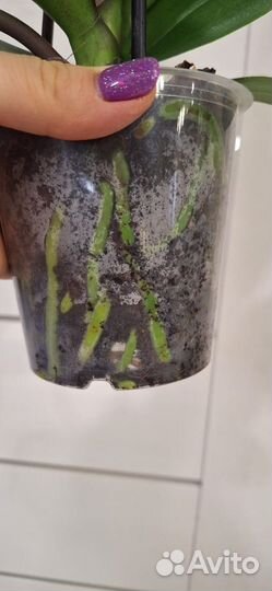 Орхидея Фаленопсис Застывшее Пламя