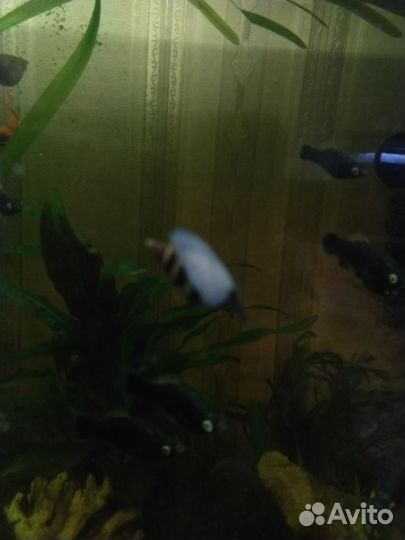 Улитка хелена