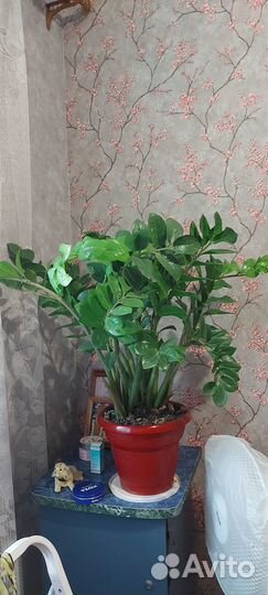 Комнатные цветы