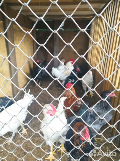 Курицы индюки