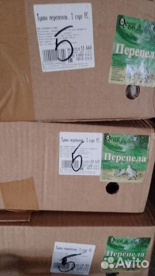 Перепелки тушки