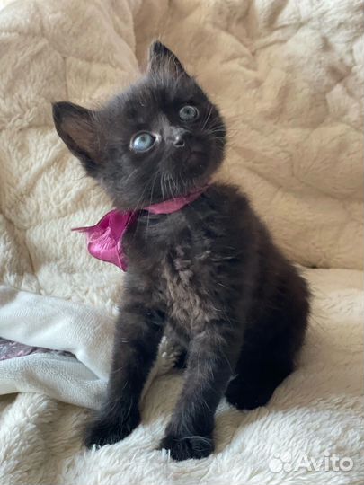 Чёрный Кот/ котёнок