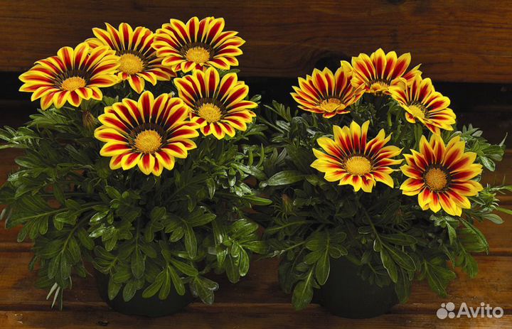 Рассада летников оптом и в розницу