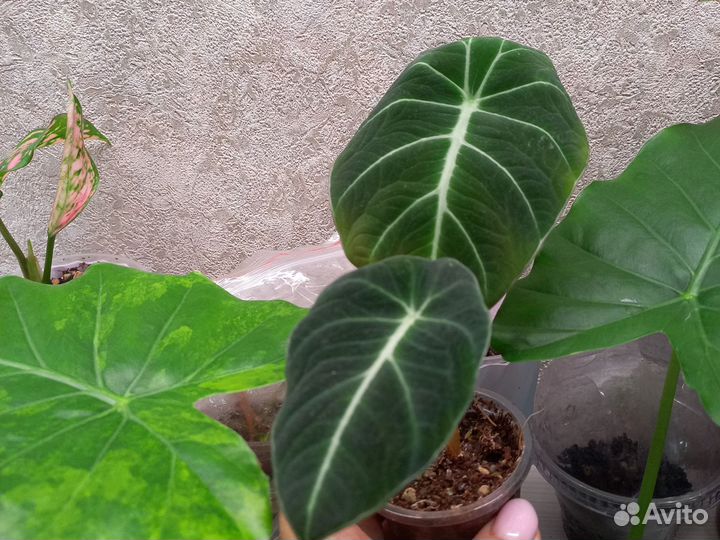 Алоказия блэк вельвет