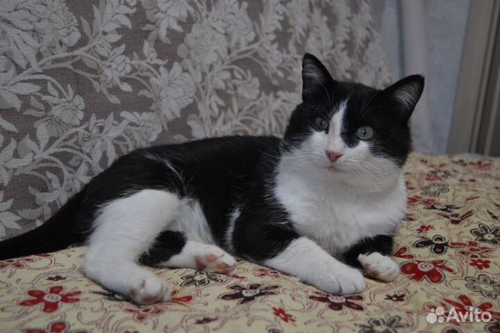Ласковый кот