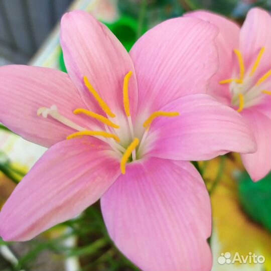 Зефирантес выскочка розовый