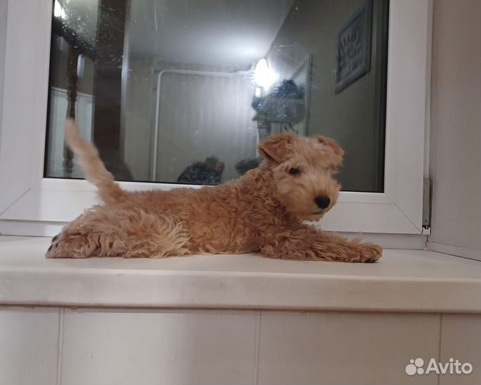 Лейкленд терьер