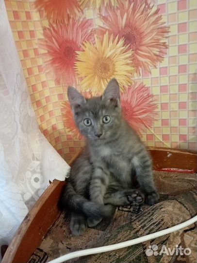 Котенок мальчик бесплатно