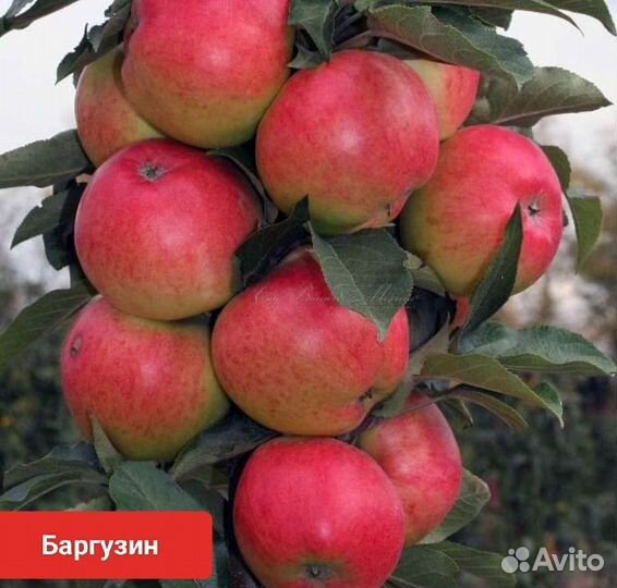 Колоновидные яблони(сорта разные)