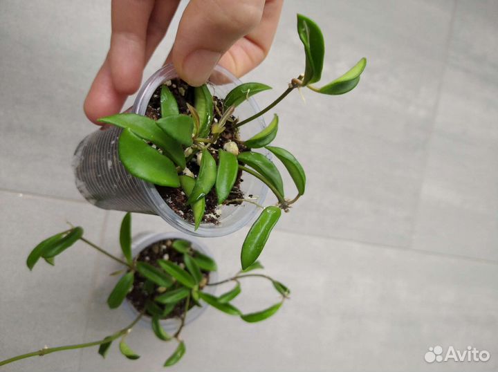 Хойи сортовые