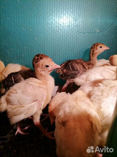 Индюшата разные