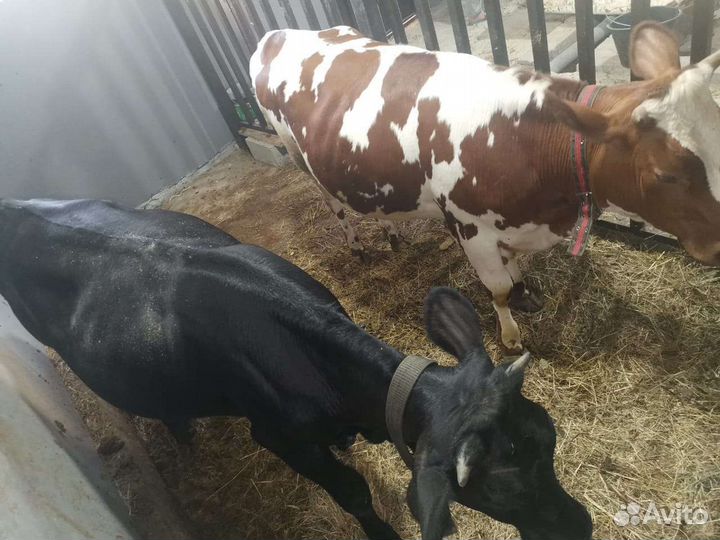 Племенные нетели