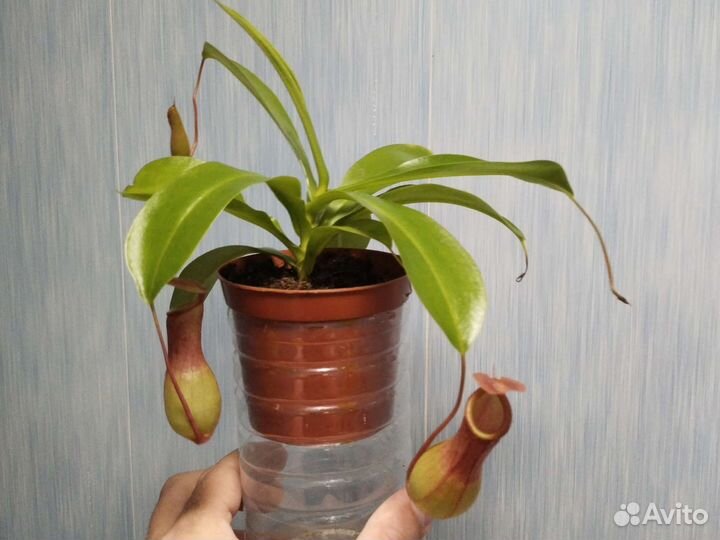 Насекомоядные растения